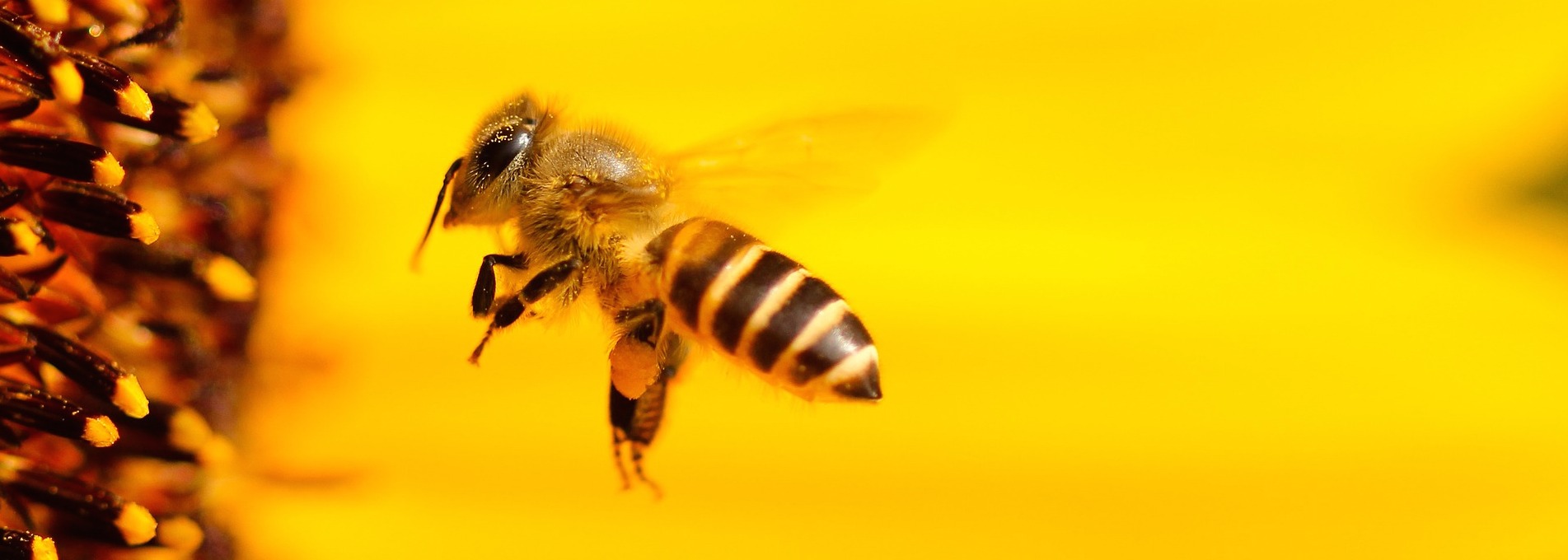Les abeilles et la biodynamie
