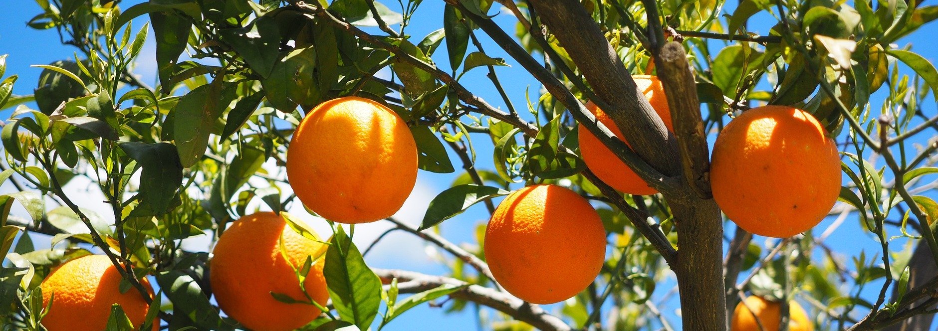 La marmelade d'oranges bio