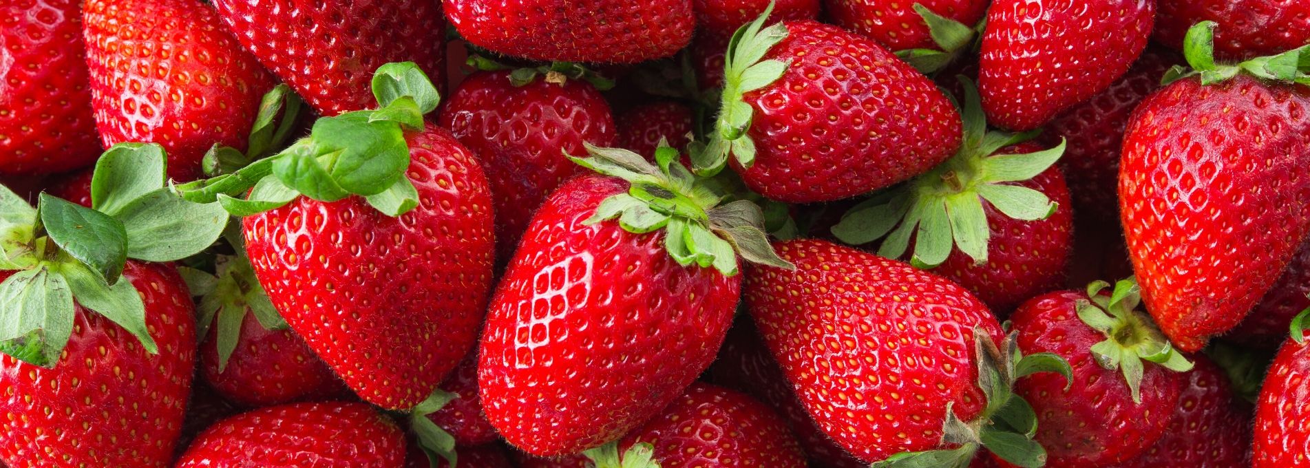 10 variétés de fraises bio demeter