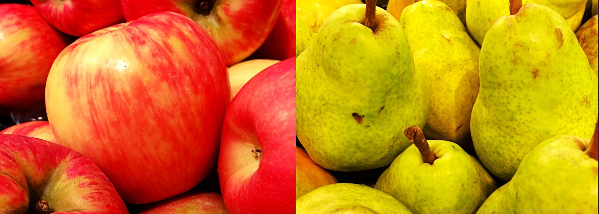Pommes et poires : des variétés qui éveillent la curiosité !